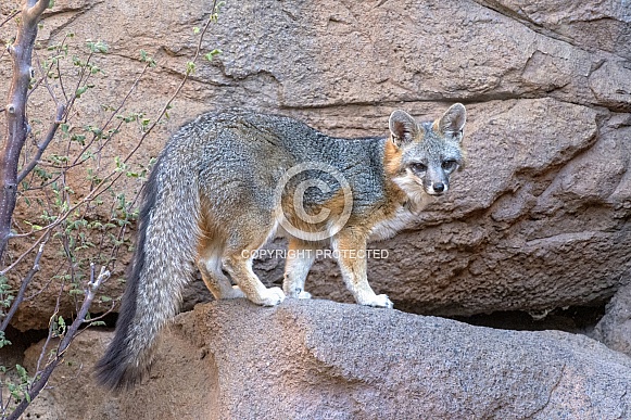 Grey Fox