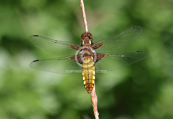 Broad bodied Chaser