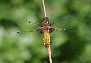 Broad bodied Chaser