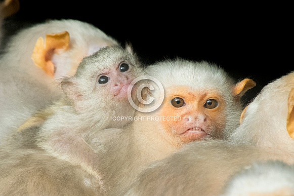 Silver Marmoset Family