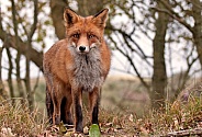 Red Fox