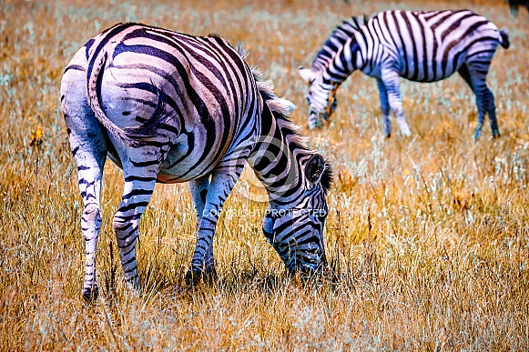 Zebra Zebra