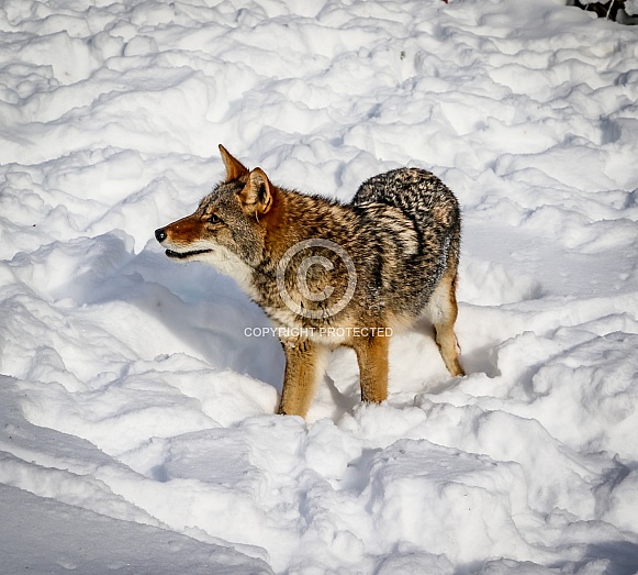 Coyote in winter snow Coyote in winter snow