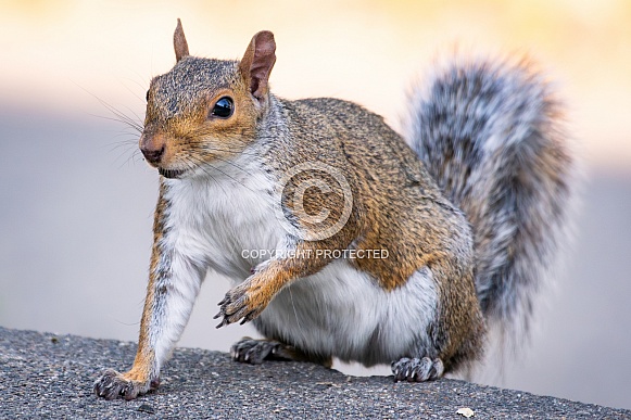 Gray Squirrel