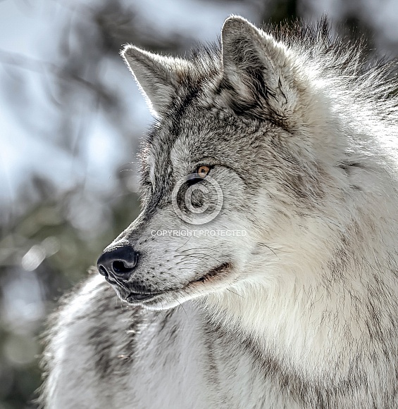 Wolf Wolf