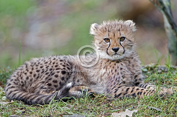 Cheetah Cub Cheetah Cub