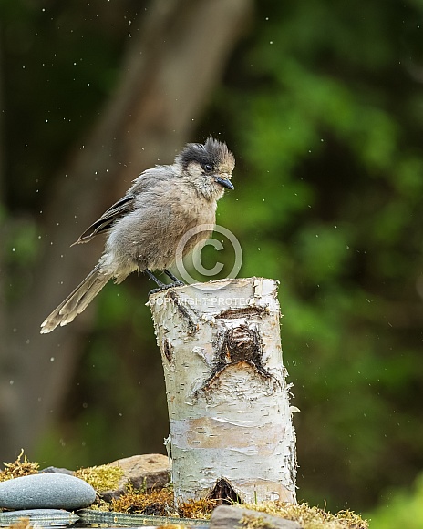 Gray Jay or Canada Jay in Alaska Gray Jay or Canada Jay in Alaska