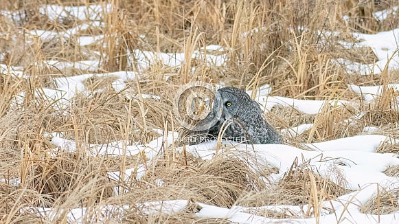 Great Grey Owl (Strix nebulosa)