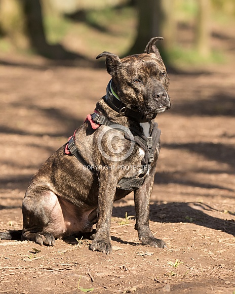 Staffordshire Bull Terrier Cross Staffordshire Bull Terrier Cross
