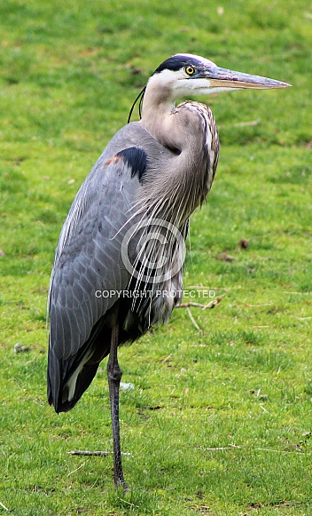 Blue Heron