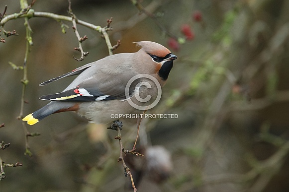 The Bohemian waxwing (Bombycilla garrulus) The Bohemian waxwing (Bombycilla garrulus)