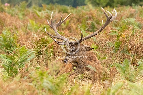 red deer