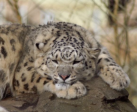 Snow Leopard