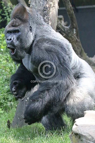 gorilla
