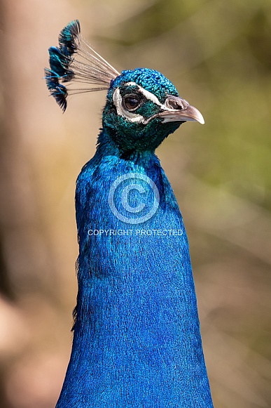 Peacock Close Up Head Shot Peacock Close Up Head Shot