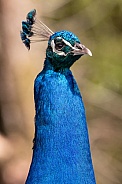 Peacock Close Up Head Shot