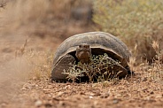 Mojave Desert Tortoise, Gopherus agassizii