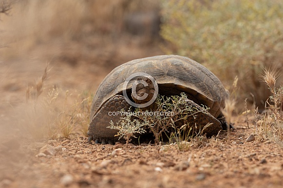 Mojave Desert Tortoise, Gopherus agassizii