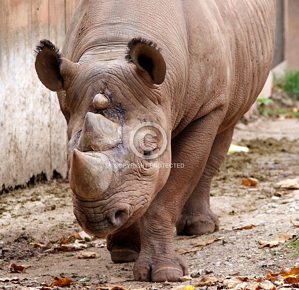 3 Horned Black Rhino