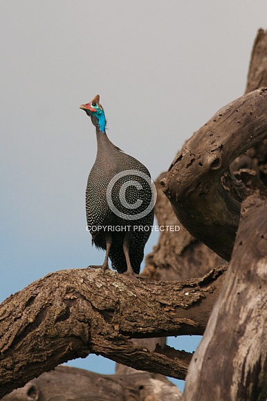 Helmeted Guineafowl