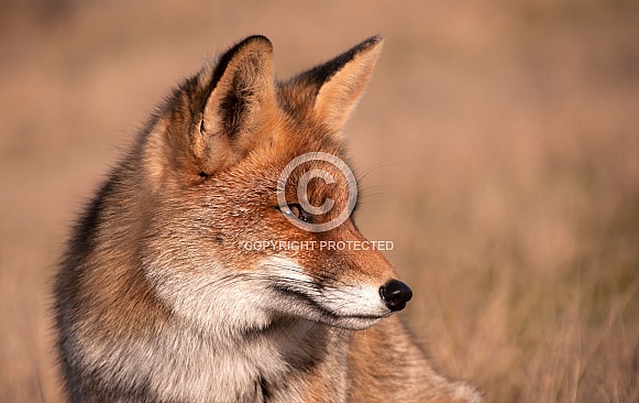 Red Fox Red Fox