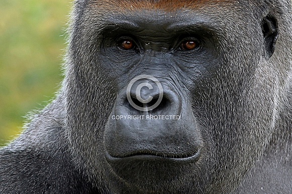 Western lowland Gorilla