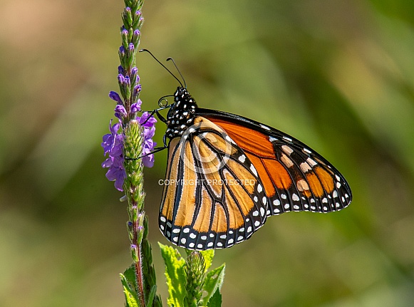 Monarch Butterfly