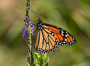 Monarch Butterfly