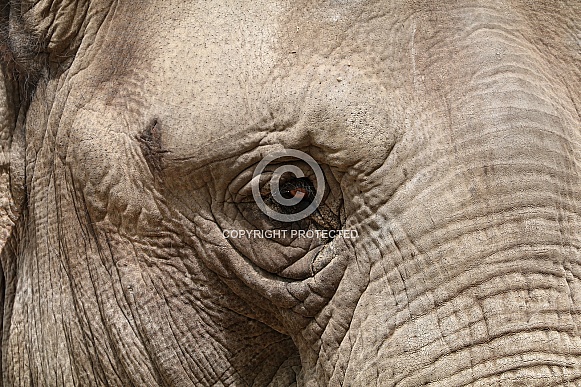 Asian elephant (Elephas maximus)