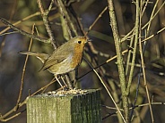 A European robin in England