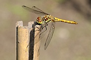 Darter Dragonfly (Sympetrum sanguineum)