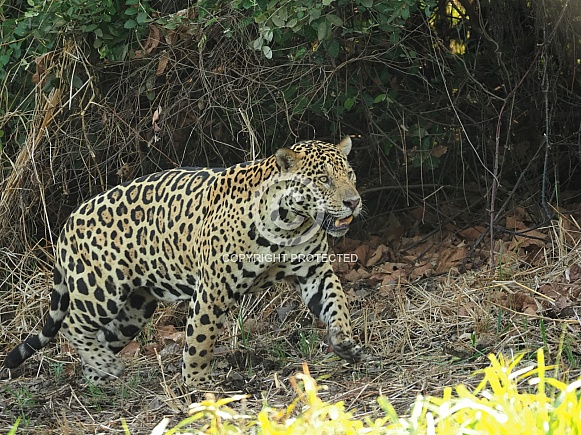 Jaguar