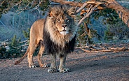 Adult male lion in the early morning light