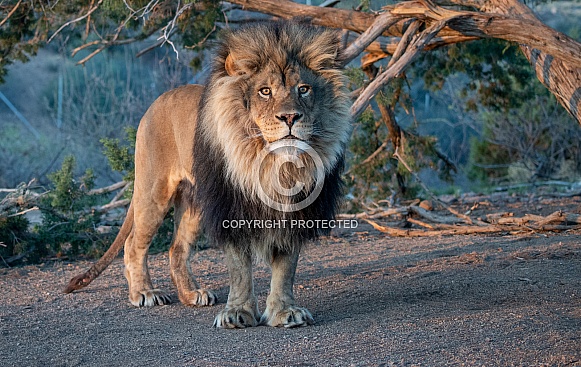 Adult male lion in the early morning light