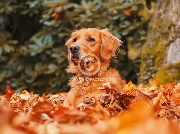 Golden Retriever in Autumn