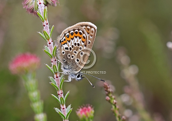 Silver studded Blue