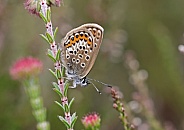 Silver studded Blue