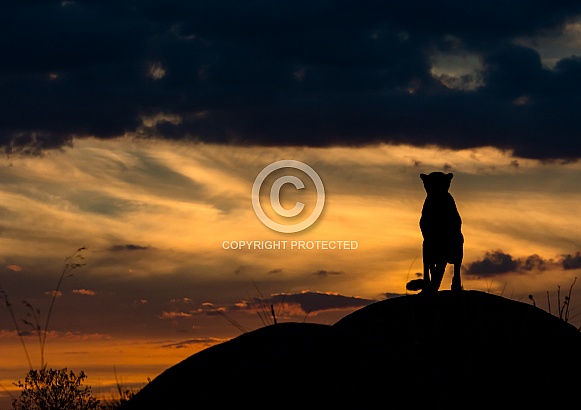 Cheetah Silhouette