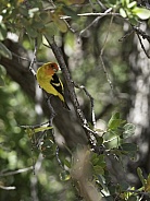 A Colorful Western Tanager in Arizona