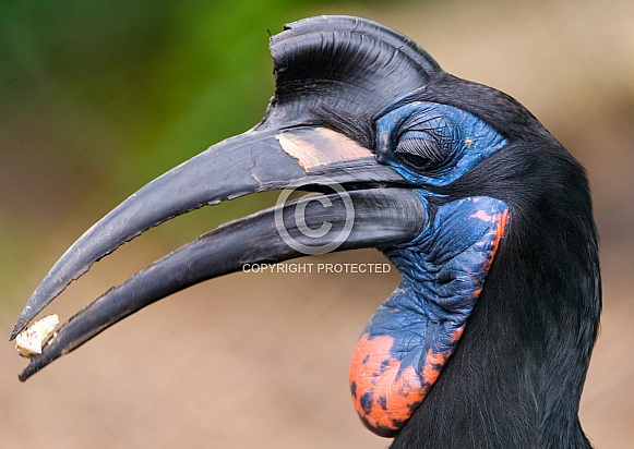 Hornbill Hornbill