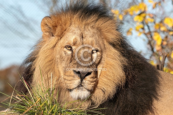 Asiatic Lion Male