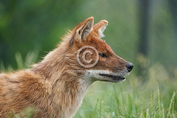 Chinese Dhole Chinese Dhole
