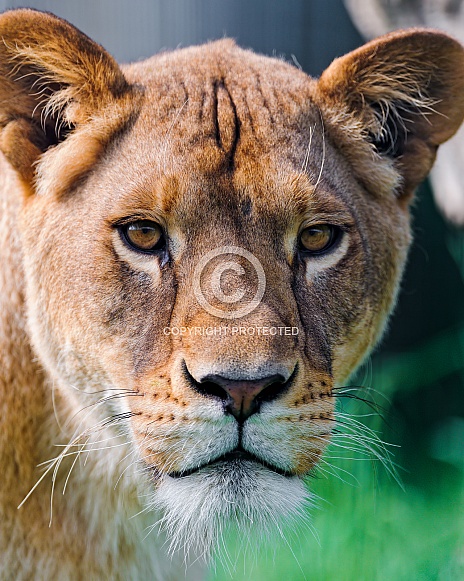 Lioness