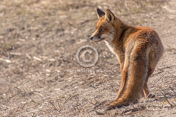 Red Fox