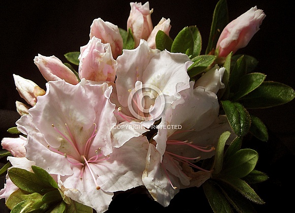 Blush pink azaleas Blush pink azaleas