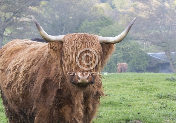 Highland Cow