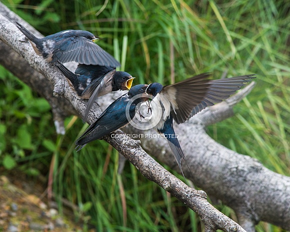 Barn Swallows waiting for food