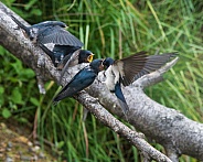 Barn Swallows waiting for food