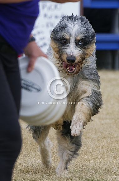 Border Collie or Australian Shepherd