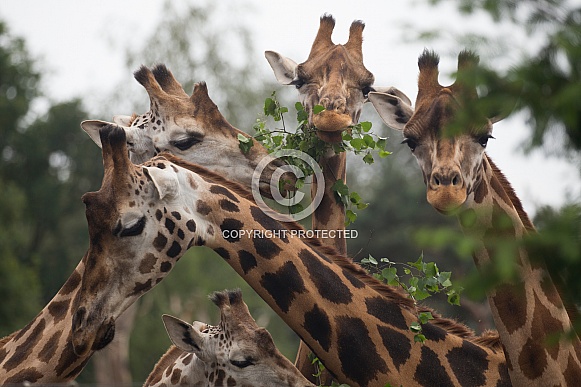 Giraffe Giraffe